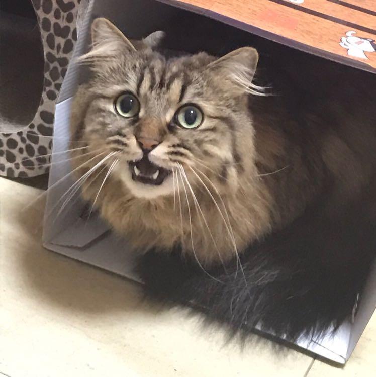 あんずママ