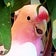 ここは鳥地方－作ろう！鳥との暮らし