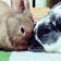 うさぎのこしょうととうふ