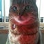 画像 ノンタンの保護猫活動のユーザープロフィール画像