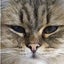 画像 猫の噂亭。のユーザープロフィール画像