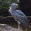 涼(りょう)のサムネイル