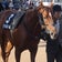 キャロット、シルクで一口馬主♪