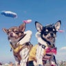 マロンママのプロフィール