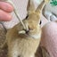heidiのサムネイル