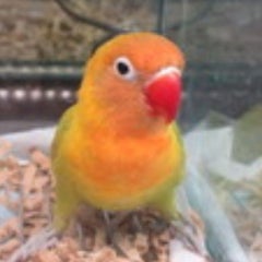 ボタンインコのオスとメスの見分け方 ボタンインコのべるちゃん 仮