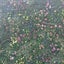 Fleurのサムネイル