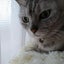 パピヨンのサムネイル