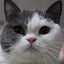 画像 【つくりこ】の多肉と猫との生活のユーザープロフィール画像