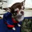 画像 ドッグ　サロンルル　Dog  Salon  Lulu（橿原市）のユーザープロフィール画像