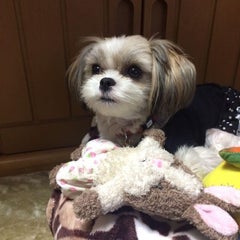 ことりパパのプロフィール