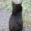画像 黒猫ナギの日常のユーザープロフィール画像