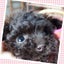 画像 香川県スタンダードプードル・トイプードル・Mシュナウザー・ダックスフンド・      Dog  House   ジジのユーザープロフィール画像