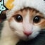 ポチ蔵のサムネイル
