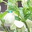 さくらのサムネイル