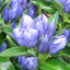 画像 季節の花のユーザープロフィール画像