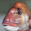 釣りけんのサムネイル