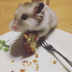 yokoのプロフィール