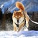 柴犬メルの里山便り