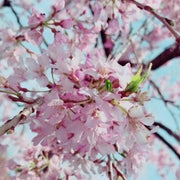 もこのおすすめのサムネイル