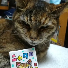 ニャタロ＆はまぞんのプロフィール