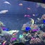 たま子のサムネイル