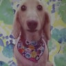 t-camelのプロフィール