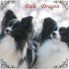 shop-abcdogのプロフィール