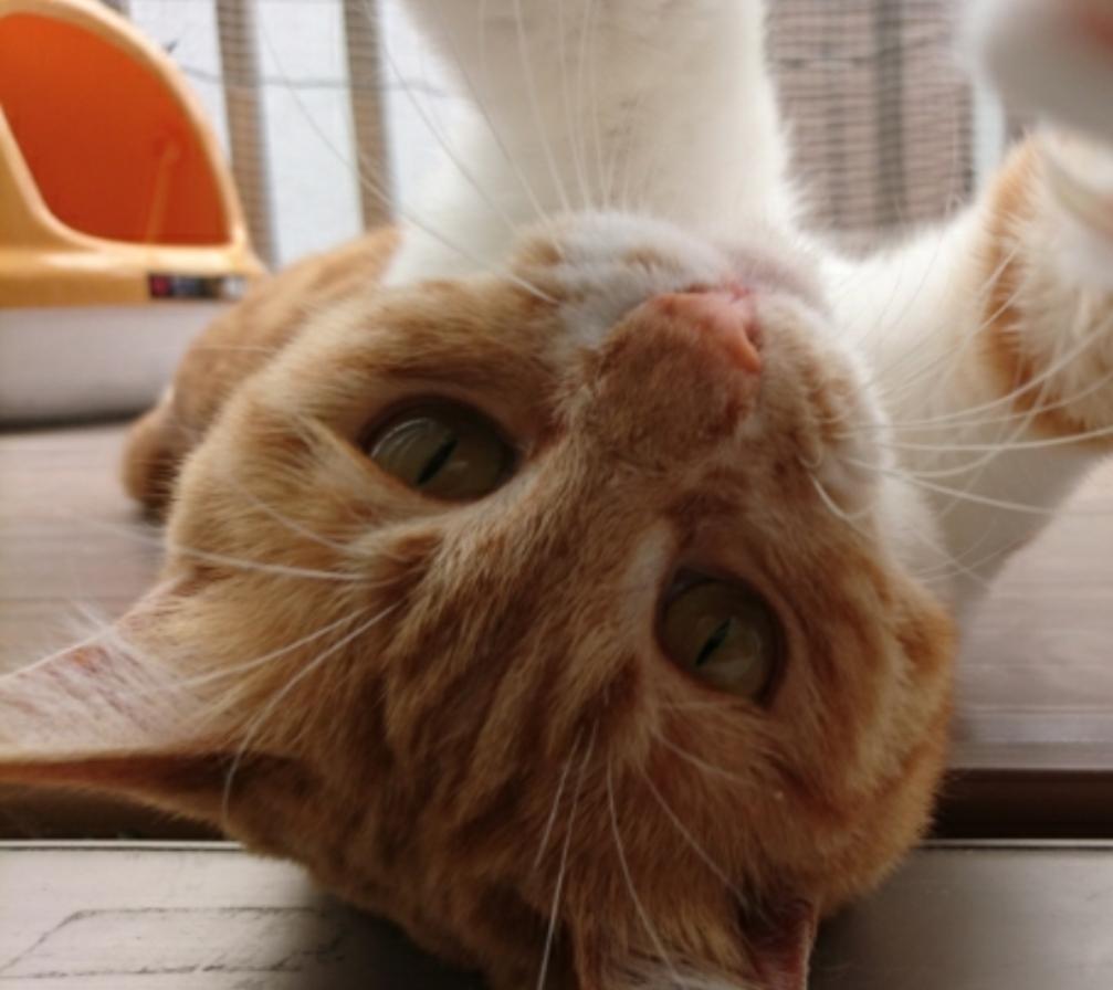 交際女性の飼い猫壁に叩きつけるなどの暴行か 32歳男逮捕 動物病院が 虐待の疑い と警察に Jinjinのブログ