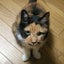 なさ猫ばぁやのサムネイル