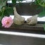 画像 Yu Garden〜小さな庭の週末gardener〜のユーザープロフィール画像