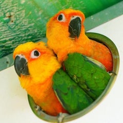鳥のいるカフェのプロフィール