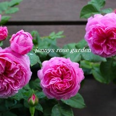 jennyrosegardenのプロフィール