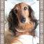 画像 愛犬レナとの日々〜それから〜のユーザープロフィール画像