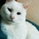 しろねこじゅん