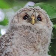 ゴジュウカラのプロフィール