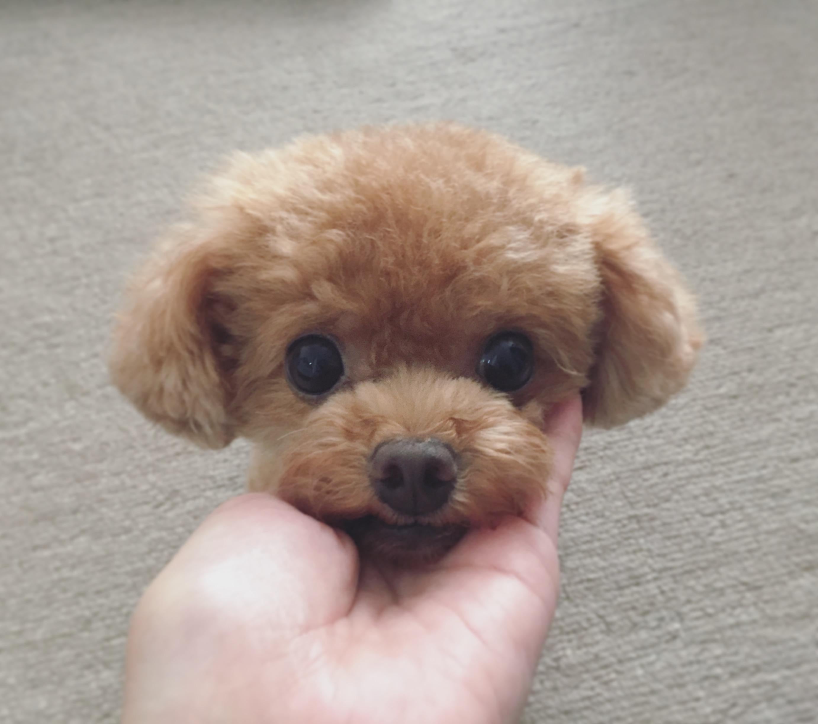 🍼milk🍼赤ちゃん顔が1番可愛いトイプードル犬舎