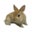 ウサギのお店　Petit lapin （プティラパン）子ウサギ成長日記