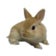 ウサギのお店　Petit lapin （プティラパン）子ウサギ成長日記