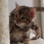 画像 ベンガル猫専門ブリーダー　アミュレット　神奈川のユーザープロフィール画像