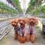 いちご*のサムネイル
