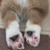 コーギーmukuのブログ