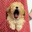 画像 GRAND DOG STARS★さいたま市浦和区 トイプードル ビションフリーゼ コッカプー ビショプー横山ブリーダー　第169号のユーザープロフィール画像