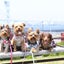 画像 4頭の犬☆てぃな☆ちゃこ☆らって☆なっつ☆　と　私の♡daily event♡のユーザープロフィール画像