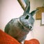 ウサギのかーあさんのサムネイル
