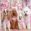 画像 わんダフル4姉妹犬とモンローママの楽しい毎日のユーザープロフィール画像