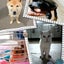 画像 ♡30代歌手mamaꀸ12人の子供とモデル犬を育てる♡nao♡の宝物日記(◍ ͒•ಲ• ͒◍) .•*¨*•.♬のユーザープロフィール画像