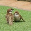 tamatamaのサムネイル
