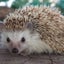 Cocoacocoのサムネイル