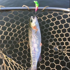 trout-tsuriのプロフィール